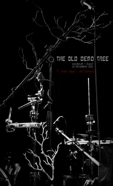 photo 6 The Old Dead Treel 26 nov 221 (1)